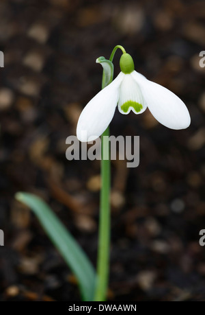 Galanthus Frau Backhouse keine 12 Schneeglöckchen weiße Blumen grüne Markierungen Blumen Blumenzwiebeln Schneeglöckchen Stockfoto