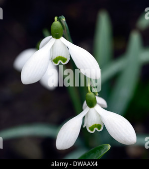 Galanthus Frau Backhouse keine 12 Schneeglöckchen weiße Blumen grüne Markierungen Blumen Blumenzwiebeln Schneeglöckchen Stockfoto