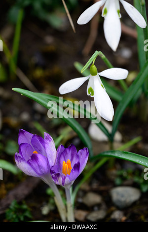 Galanthus Frau Backhouse keine 12 Schneeglöckchen weiße Blumen grüne Markierungen Blumen lila Krokuszwiebeln Schneeglöckchen Stockfoto