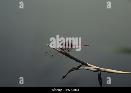 Männlichen violetten Dropwing (Trithemis meistens) thront auf einem Strohhalm, Kruger National Park-Südafrika Stockfoto