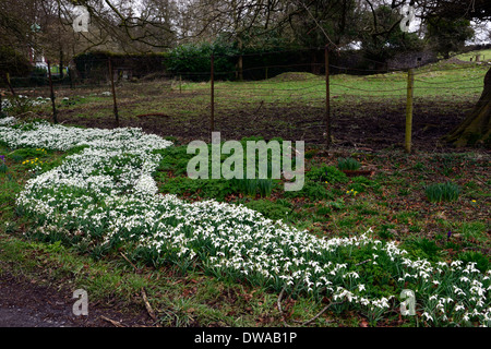 Fluss von Schneeglöckchen Galanthus Nivalis Gartengestaltung Feature Masse massierten Teppich Rasen Blüten Blumen Blüte Stockfoto