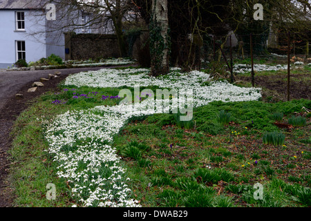 Fluss von Schneeglöckchen Galanthus Nivalis Gartengestaltung Feature Masse massierten Teppich Rasen Blüten Blumen Blüte Stockfoto