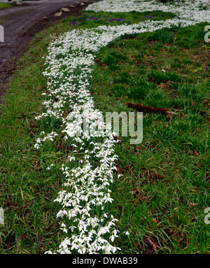 Fluss von Schneeglöckchen Galanthus Nivalis Gartengestaltung Feature Masse massierten Teppich Rasen Blüten Blumen Blüte Stockfoto