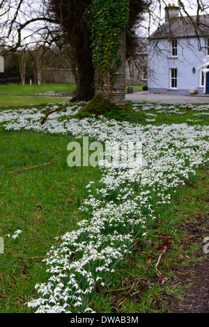 Fluss von Schneeglöckchen Galanthus Nivalis Gartengestaltung Feature Masse massierten Teppich Rasen Blüten Blumen Blüte Stockfoto