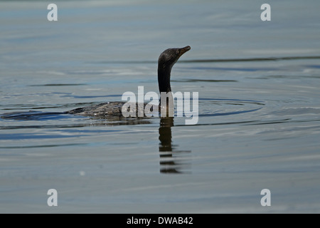 Reed Cormorant (Phalacrocorax Africanus) = Long-tailed Kormoran (Microcarbo Africanus Africanus) Jugendkriminalität, Schwimmen, Krüger-Nationalpark South Afri Stockfoto