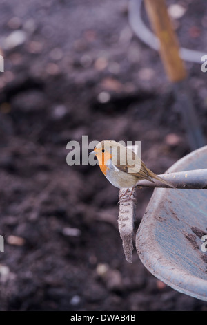 Robin auf Garten Rechen auf der Suche nach Nahrung in einem Garten stehen. England Stockfoto