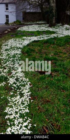 Fluss von Schneeglöckchen Galanthus Nivalis Gartengestaltung Feature Masse massierten Teppich Rasen Blüten Blumen Blüte Stockfoto