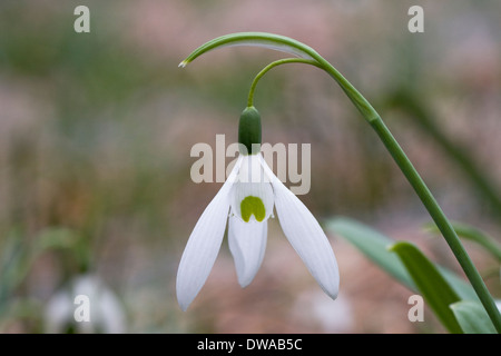 Galanthus Blume. Nahaufnahme von einem einzigen Schneeglöckchen im Garten. Stockfoto