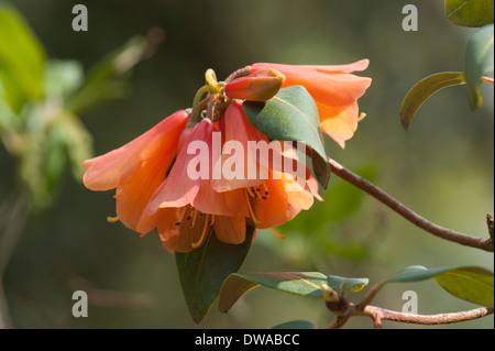 Orange Rhododendron Blüte in Muncaster Castle Gardens, Cumbria, England Stockfoto