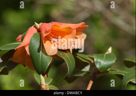 Orange Rhododendron Blüte in Muncaster Castle Gardens, Cumbria, England Stockfoto