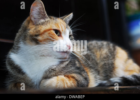 Tricolor Katze liegt auf dem Klavier, horizontale Stockfoto
