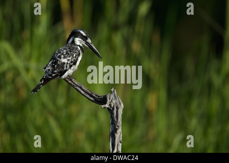 Pied Kingfisher (Ceryle Rudis) thront auf einem Ast Kruger Nationalpark in Südafrika Stockfoto