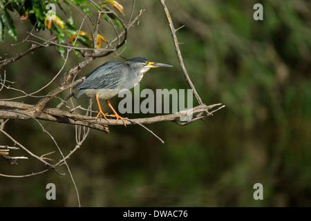 Gekerbten Heron (Butorides Striata) thront auf einem Ast Kruger Nationalpark in Südafrika Stockfoto
