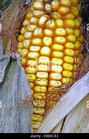 Bei der Ernte Mais, Nahaufnahme Bild. Stockfoto