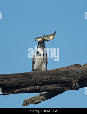 Pied Kingfisher (Ceryle Rudis) thront auf einem Ast mit Fisch im Schnabel, Kruger National Park-Südafrika Stockfoto