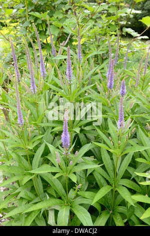 Culver's Root, Bowmans Root Stockfoto