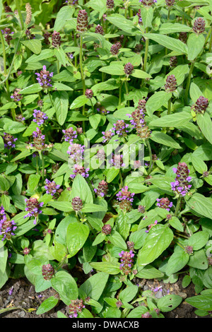 Gemeinsame Selfheal Stockfoto