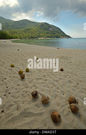 Kokosnüsse in verschiedene Grade der Reife bei Ao Haad Khuad, Koh Phangan, Süd-Thailand. Stockfoto