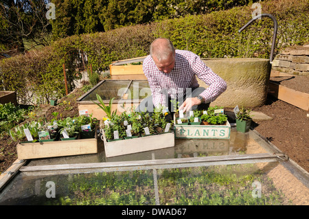 Installation von Bio-Garten, Frühbeet, verschiedene Arten von Kräutern / (Brassica Oleracea spec.) Stockfoto