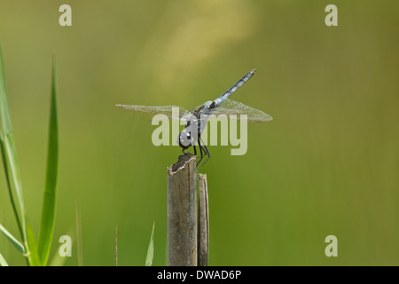 Blaue Basker (Urothemis Edwardsii), männliche auf der IUCN roten Liste gefährdeter Arten, Kruger National Park-Südafrika Stockfoto