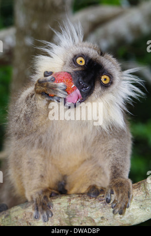 Eine männliche Sanford braune Lemur, Eulemur Fulvus sanfordi Stockfoto