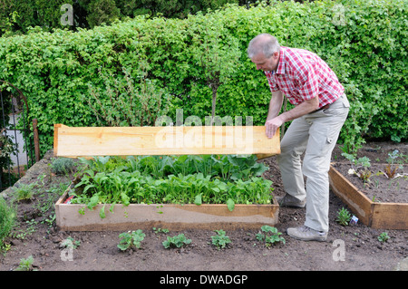 Installation von organischen Garten, Frühbeet, Pflanzung, Kohlrabi und Rettich / (Raphanus Sativus), (Brassica Oleracea Spec.) Stockfoto