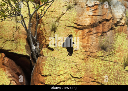 Weiß-necked Raven (Corvus Albicollis), Nördliche Drakensberge, Mpumalanga, Südafrika Stockfoto