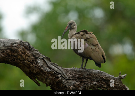 Hadada Ibis (Bostrychia Hagedash) thront auf einem Ast, Kruger National Park-Südafrika Stockfoto