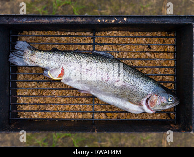 Frische Forellen Fischen am Kamin gekocht werden Stockfoto