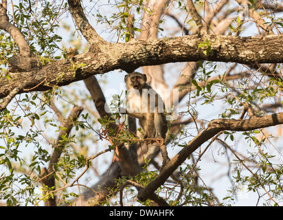 Vervet Affen, grüne Aethiops in Baum am Xigera, Moremi Game Reserve, Okavango Delta, Botswana, Südafrika Stockfoto