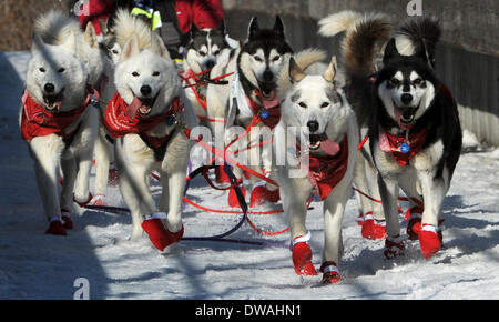 Anchorage, Alaska, USA. 1. März 2014. ERIK HILL / Anchorage Daily News.The Hunde der kanadischen Musher Karen Ramstead sind in passenden Farben geschmückt wie sie überqueren Sie die Brücke zum Goose Lake während der feierlichen Beginn für 2014 Iditarod Trail Sled Dog Race auf Samstag, 1. März 2014, in Anchorage. Ramstead stammt aus Perryvale, Alberta. Bildnachweis: Erik Hill/Anchorage Daily News/ZUMAPRESS.com/Alamy Live News Stockfoto