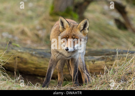 Rotfuchs (Vulpes Vulpes) Futter im Wald Stockfoto