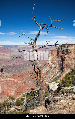 einer der vielen Aussichtspunkte über den Grand Canyon Stockfoto