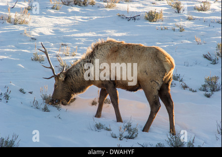 Elche (Cervus Elaphus) auf einen verschneiten Hang auf die Columbia Blacktail Plateau.Wildlife des Yellowstone Parks im Lamar Valley. Stockfoto