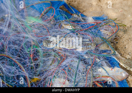 Blaue Krabben gefangen in Fischnetz am PMY Strand Rayong Thailand Stockfoto