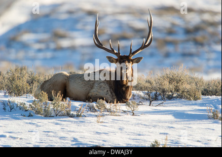 Elche (Cervus Elaphus) auf einen verschneiten Hang auf die Columbia Blacktail Plateau.Wildlife des Yellowstone Parks im Lamar Valley. Stockfoto