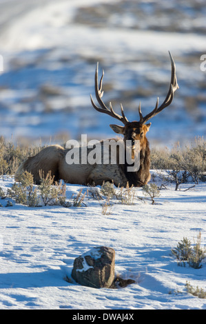 Elche (Cervus Elaphus) auf einen verschneiten Hang auf die Columbia Blacktail Plateau.Wildlife des Yellowstone Parks im Lamar Valley. Stockfoto
