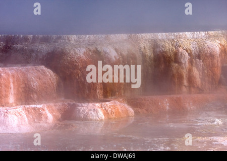 Dampf steigt über Canary Springs entlang der oberen Terrasse-Schleife in der Nähe von Mammoth Hot Springs im Yellowstone-Nationalpark, Wyoming. Stockfoto