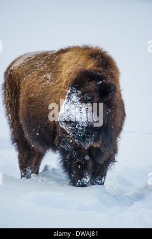 Der amerikanischen Bison (Bison Bison), Yellowstone Wildpark bei Lamar Valley Mammut fällt, Wyoming USA am 30. Dezember 2013. Stockfoto
