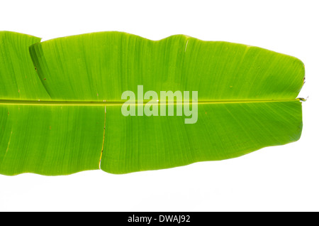 Grünen Bananenblatt nach Regen am Morgen Stockfoto