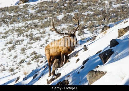 Elche (Cervus Elaphus) auf einen verschneiten Hang auf die Columbia Blacktail Plateau.Wildlife des Yellowstone Parks im Lamar Valley. Stockfoto