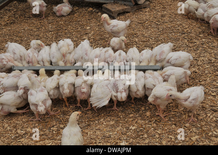 Huhn kornisches Kreuz Stockfoto