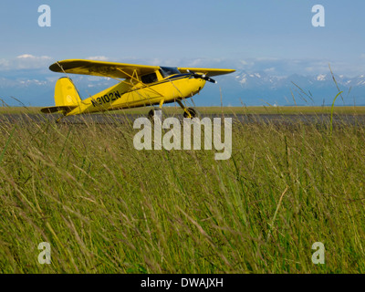 Gelbe Cessna 120 einmotorigen Buschflugzeug geparkt auf einem Rasen und Schmutz Streifen im backcountry Stockfoto