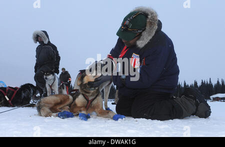 Anchoarge, AK, USA. 4. März 2014. BOB HALLINEN / Anchorage Daily News.Veterinarian Bruce Nwadike prüft die Hunde Musher Mike Williams Jr. am Checkpoint Nikolai während 2014 Iditarod Trail Sled Dog Race auf Dienstag, 4. März 2014. Bildnachweis: Bob Hallinen/Anchorage Daily News/ZUMAPRESS.com/Alamy Live News Stockfoto