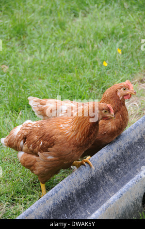 Zwei Rhode-Island rote Hühner Stockfoto