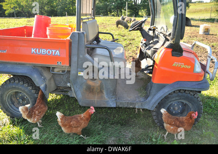 Drei Rhode-Island rote Huhn Vor einem Orange Traktor auf einen Bauernhof mit Schweinen Stockfoto