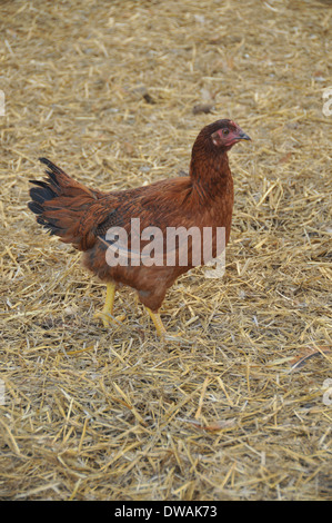 Eine Rhode-Island rote Huhn zu Fuß auf Heu Stockfoto