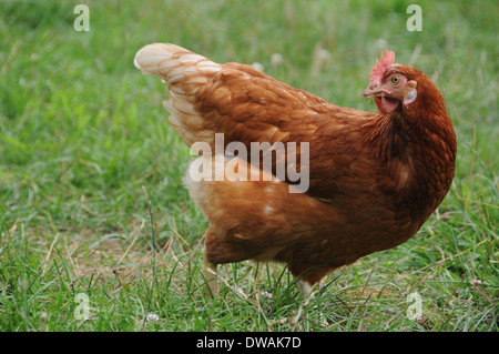 Eine Rhode-Island rote Huhn läuft weg von der Gefahr auf dem Bauernhof Stockfoto