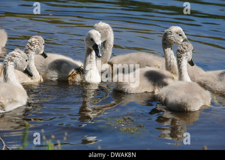 Cygnet Baby Schwäne schwimmen zusammen an einem See. Stockfoto