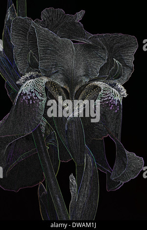 Spezialeffekt-Bild von Iris (Iris X germanica) Stockfoto